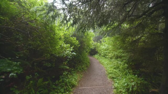 Footage of a person hiking along the scenic, forested Cape Lookout Trail on the Oregon Coast. The path winds through a dense old-growth forest of Sitka spruce and hemlock, surrounded by lush green fer