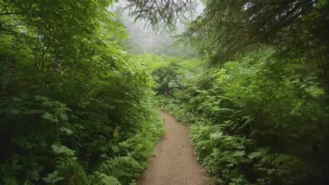 Stock footage of a dirt hiking trail winding through a dense, lush old-growth forest on the Cape Lookout peninsula in Coastal Oregon. The path is surrounded by green undergrowth including ferns, salal