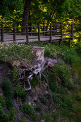 tree stump with exposed roots
