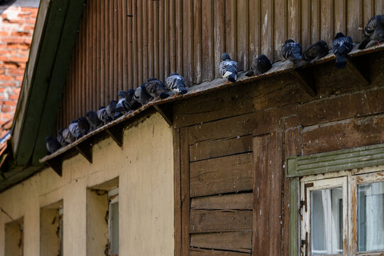 pigeons sit on an old wooden house