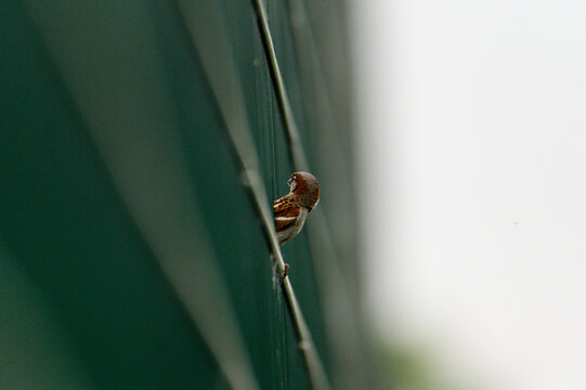 a small brown bird with a gray breast