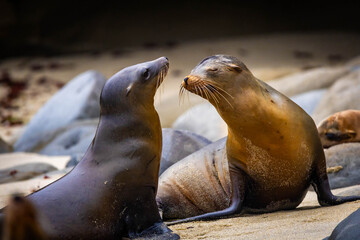 Naklejka premium Sea lions interacting during breeding at La Jolla Cove