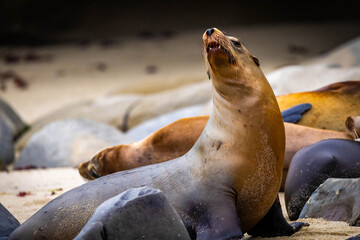 Obraz premium Sea lion close up portrait La Jolla Cove