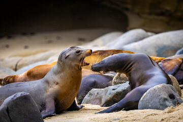 Fototapeta premium Sea lions interacting during breeding at La Jolla Cove