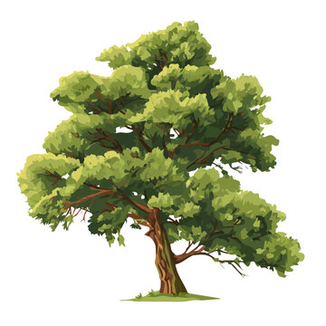 Flat 2D Yew Tree vector illustration, icon graphic on white background
