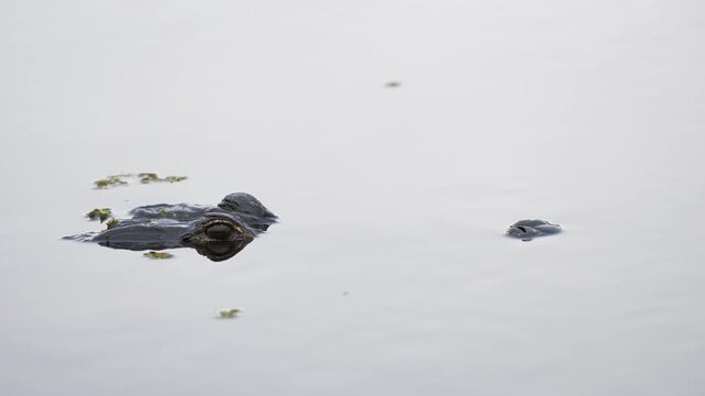 Alligator floating in river with eyes above water