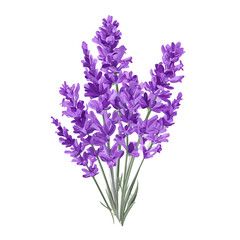 Obraz premium Simple flat 2D vector graphic of a Lavender in modern icon style, isolated on a white canvas