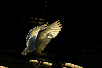 Sunlit white heron in dark background