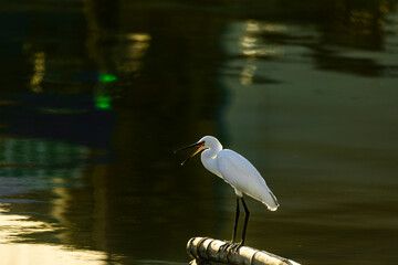 great white heron