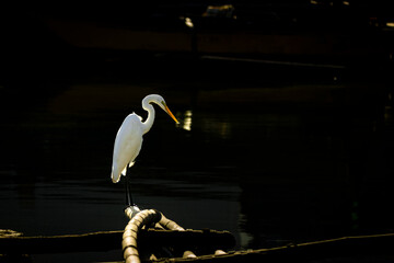 great white heron