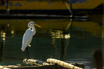 great white heron