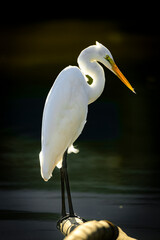 great white heron