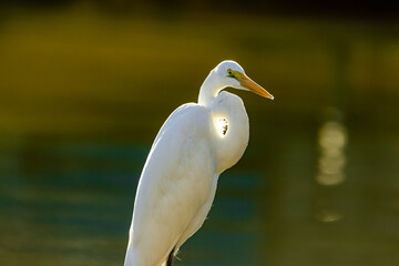 great white heron