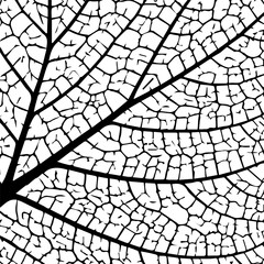Leaf vein texture. Skeleton leafs pattern. Plant structure. Cells veins leaves. Green tree leave. Black detailed cell isolated on white background. Abstract nature symbol health. Vector illustration 