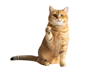 Playful orange cat sitting on hind legs with paw raised isolated on transparent background