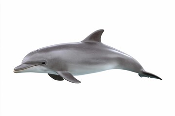 Naklejka premium Dolphin swims near shore in daylight