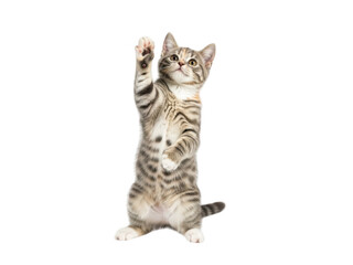A cute tabby cat standing on hind legs with one paw raised up isolated on transparent background