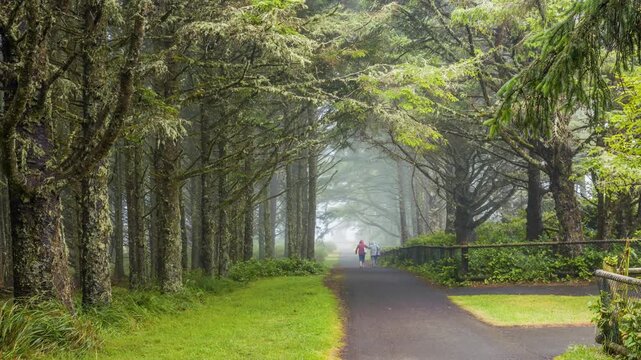 Footage of a tranquil, paved trail winding through a dense, lush forest of Sitka spruce trees at Cape Meares State Scenic Viewpoint on the Oregon Coast. The path is lined with vibrant green grass and 