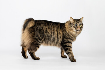 Cat in Studio © Patricia