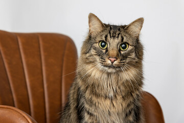 Cat in Studio © Patricia