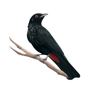 Koel, 2D flat vector illustration in icon style, isolated on a white background