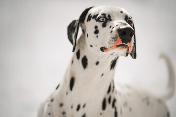 A dalmatian dog with blue eyes