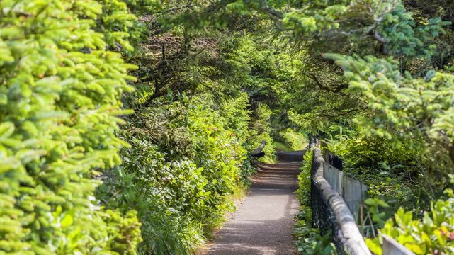 Footage of a scenic, sun-dappled walking trail winding through a dense, vibrant green forest. Located at the Cape Meares State Scenic Viewpoint on the Oregon Coast, this peaceful path descends towards
