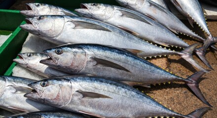 Fototapeta premium Freshly caught tuna, arranged on a market stall, showing silver scales and deep blue backs