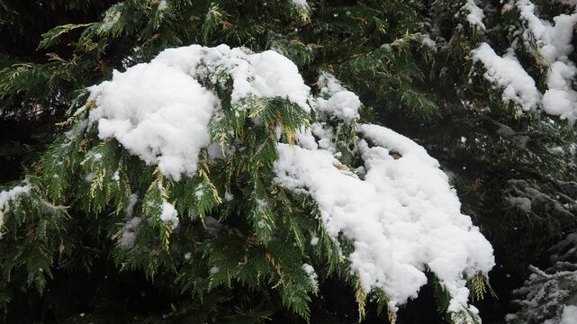 Thuja, Thuya or Life Tree, genus of coniferous gymnosperms in cypress family Cupressaceae. Horticulture as ornamental foliage plant. Snow-covered pine trees under heavy canopy. Winter storm in Serbia.