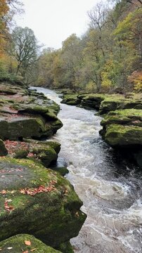 Strid gap river in the forest at autumn 