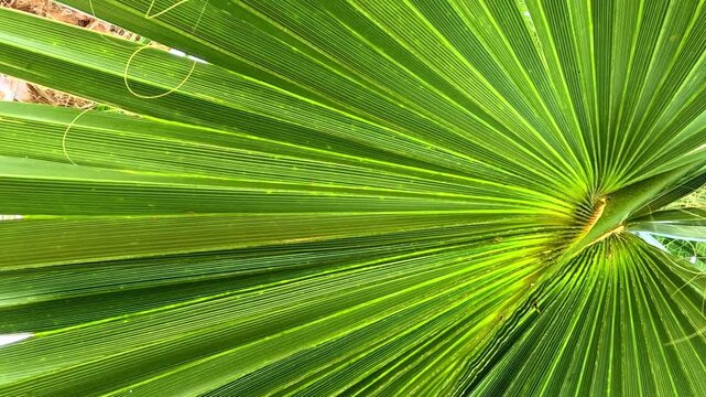 green palm leaf