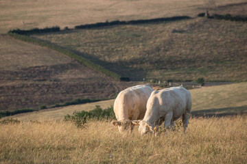 deux vaches charolaises dans un pr&eacute; en &eacute;t&eacute; en Bourgogne