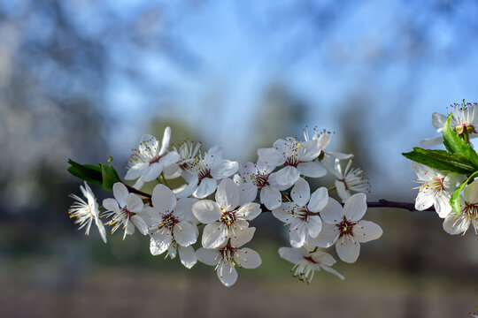 Blooming cherry tree in spring garden. White flowers cherry tree on twig in the city park. Spring floral, Easter background. Brunch with first flowers of blooming cherry tree.