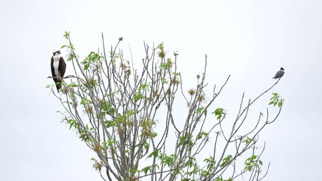 Osprey and Belted Kingfisher birds in tree