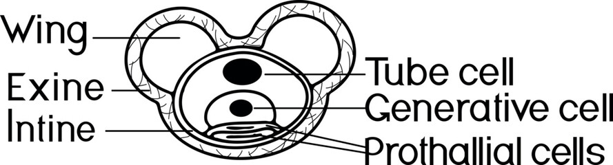 Fototapeta premium Coloring page with structure of spruce pollen grain on white background 