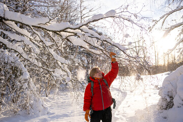 Blond Woman standing under a pine tree in a sunny winter forest. She pulls on a branch and snow falls on top of her © alexander