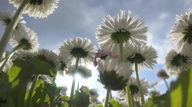 Close-up of daisies swaying in the wind against a gray cloudy sky, low-angle panning shot