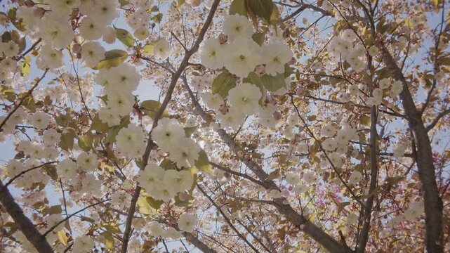 Bottom view of cherry blossom in white flowers on blue sky background, backlit, with sun glare on lens. White, double flowers of Japanese cherry tree, Prunus serrulata Kanzan are in full bloom