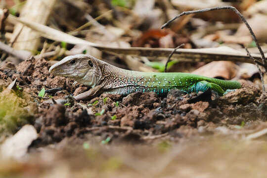 Green lizard camouflaging on the tropical forest floor