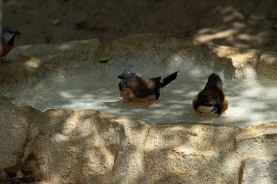 Myan bathing in shade myan zoo Oklahoma 