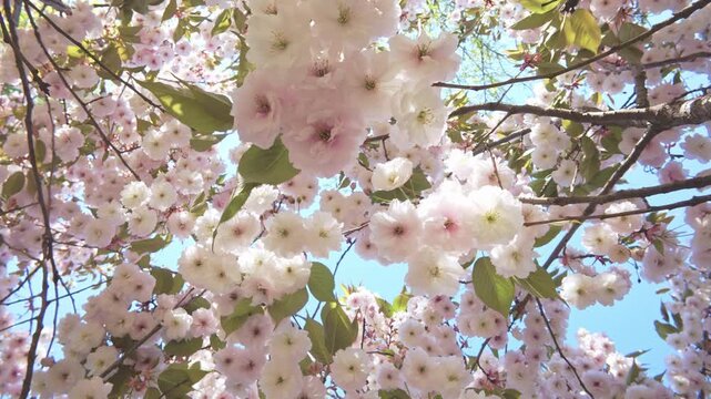 White-pink flowers on cherry blossom swirl overhead against a blue sky on a bright spring sunny day, backlit by the sunlight, close-up, bottom-up view