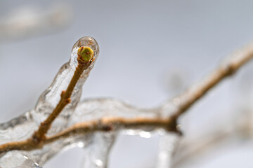Fototapeta premium A branch covered in ice and snow