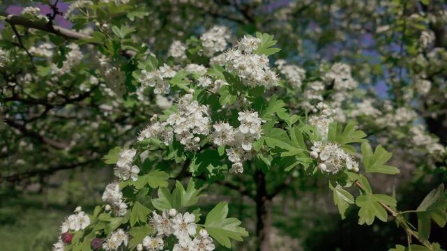 Branches covered with white flowers on a Hawthorn, Crataegus in full blossom on a sunny spring day