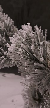 In Ventspils in Lettland ist es an einem kalten Winterabend frostig, Schnee liegt auf den wei&szlig; bereiften Kiefernnadeln und dem Zweig.