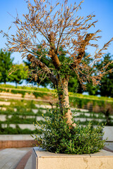 The photograph shows a beautiful tree growing in a park in Krasnodar.