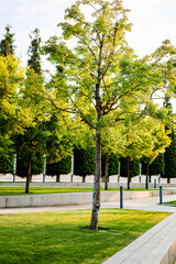 The photo shows a beautiful tree growing in a park in Krasnodar, Russia.