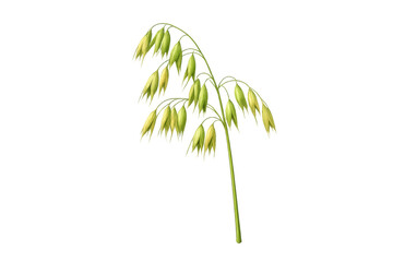 Fototapeta premium Oat plant panicle with green ripening grains on a single stem showing cereals for agriculture, food, and harvest