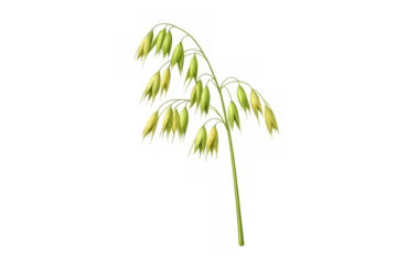 Oat plant panicle with green ripening grains on a single stem showing cereals for agriculture, food, and harvest
