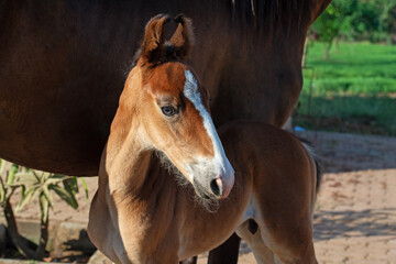 Obraz premium portrait of chestnut Marwari little foal posing with mom. India