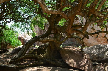 Fototapeta premium Old Tree Trunk 